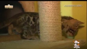 AMICI ANIMALI E NATURA - 29 dicembre - 08.49.45